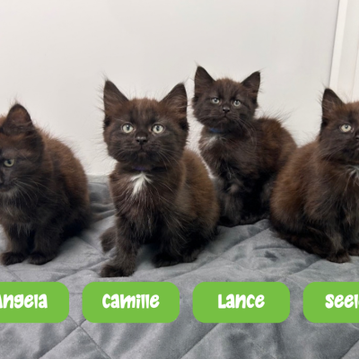 Temperance kittens