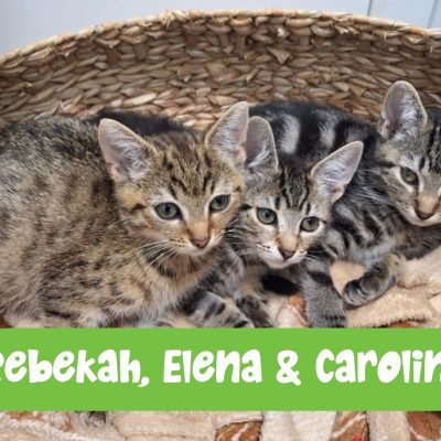 Vampire Diary Kittens