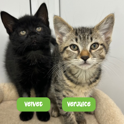 Velvet and Verjuice