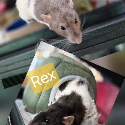 Woody & Rex