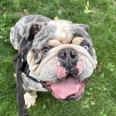 Yoda