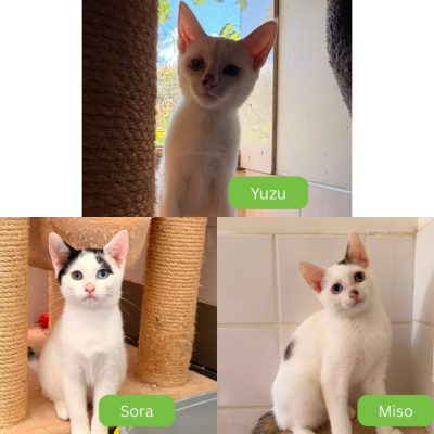 Yuzu, Sora, Miso
