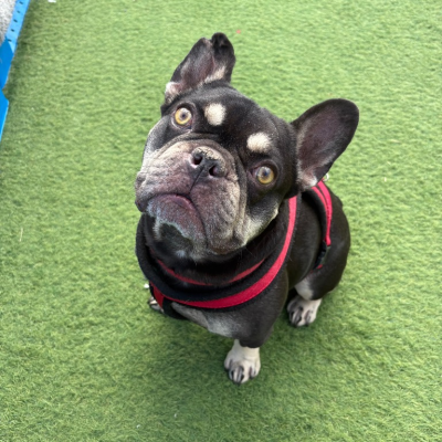 Zeus