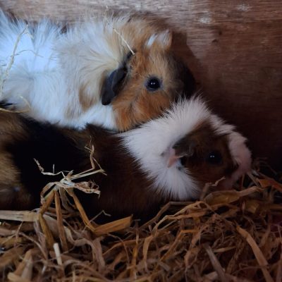 bf776972-280e-4bac-8f46-77f61cc75aa3