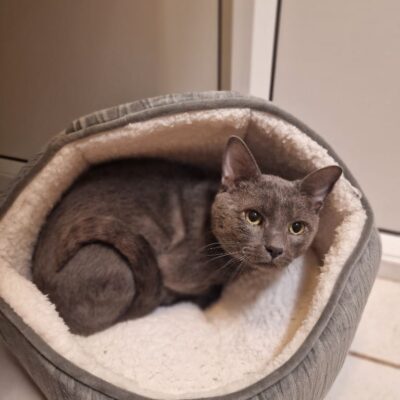 bilbo