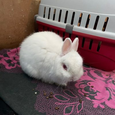 charlie