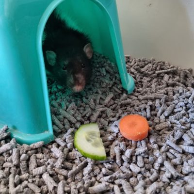 chomp