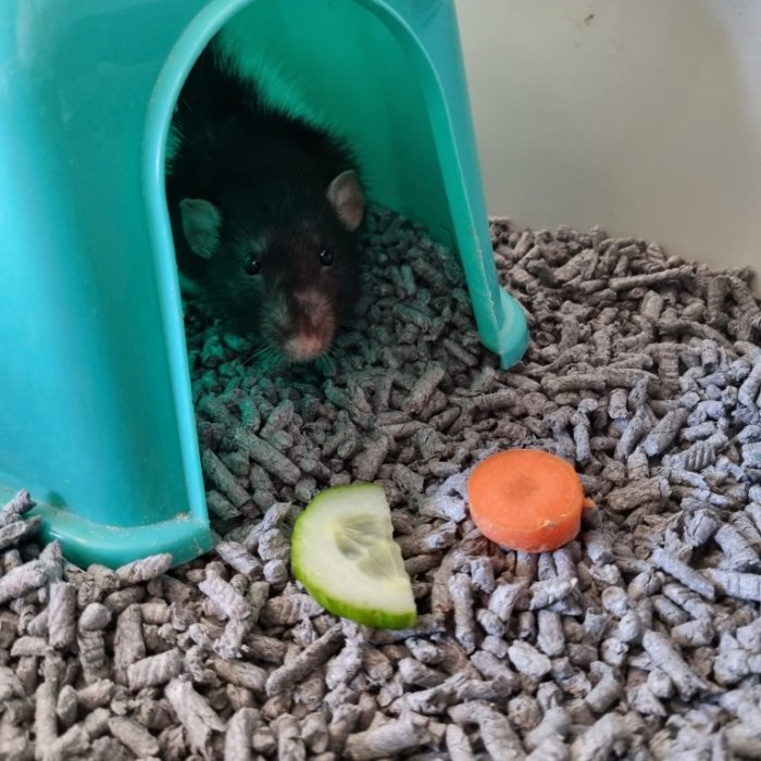 chomp
