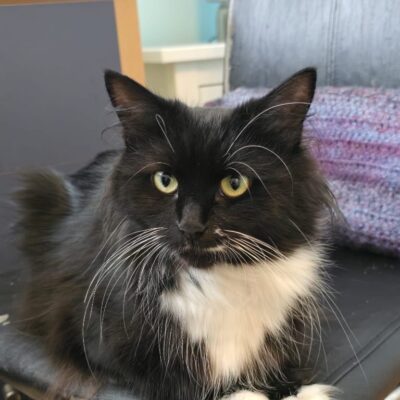 cleopatra