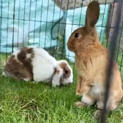 coco and espresso