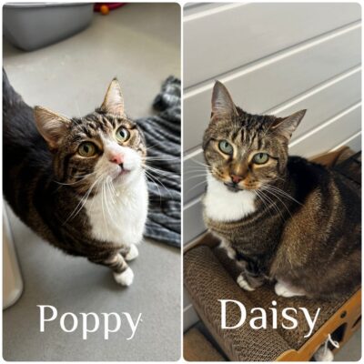 daisy poppy