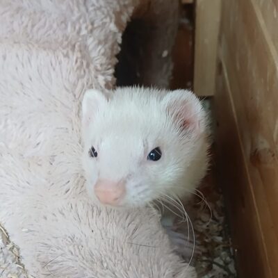 ddd fERRET