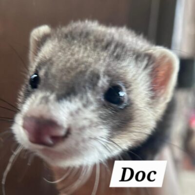 doc