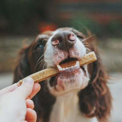 dog-treat