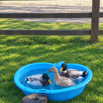 duck 2