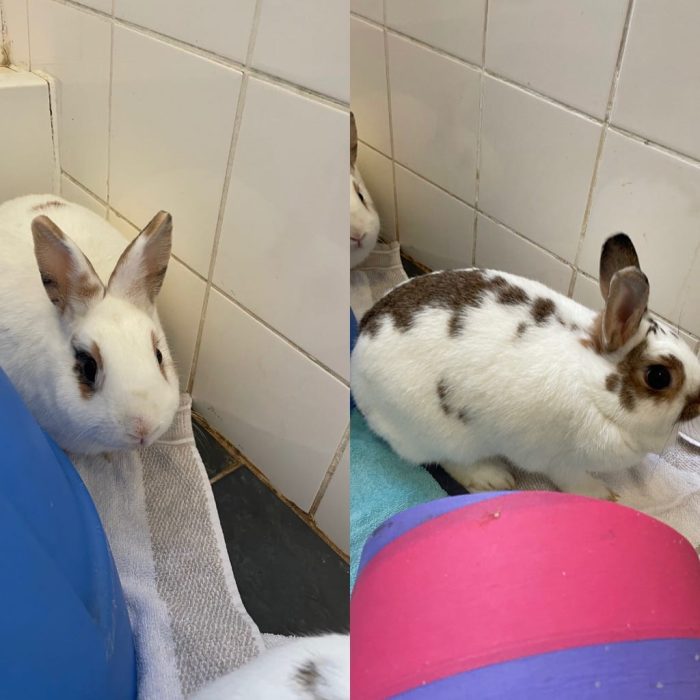 elliot and daisy