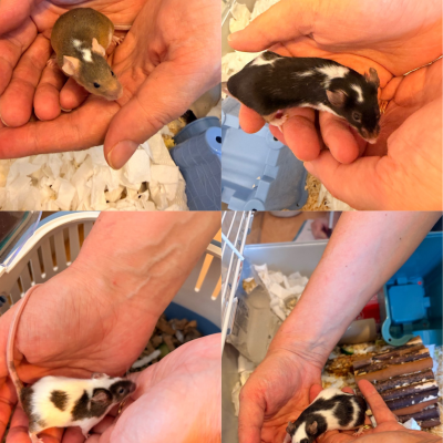 fancy mice