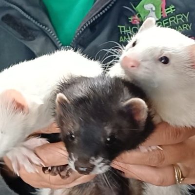 ferrets