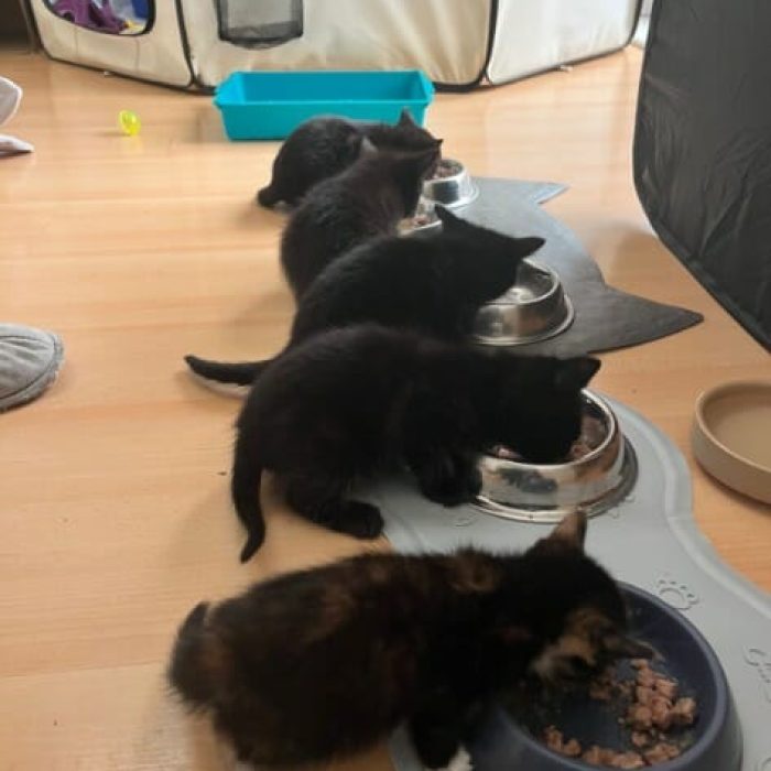 friends litter