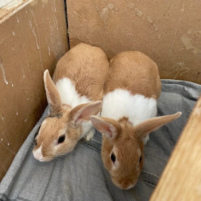 gary and larry