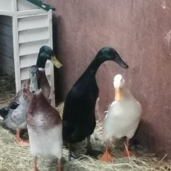 group of runner ducks