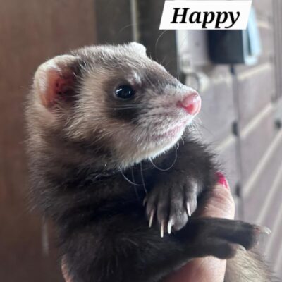 happy