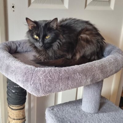hazel