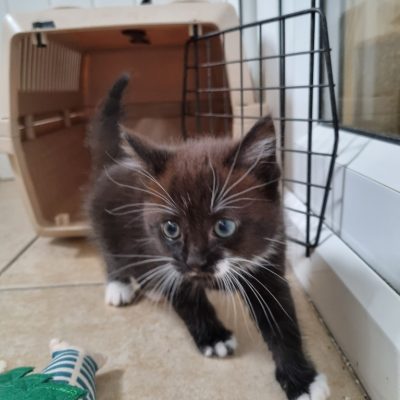 kitten