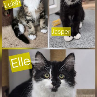 lulah, jasper, elle
