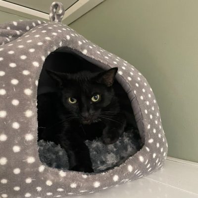 lulu