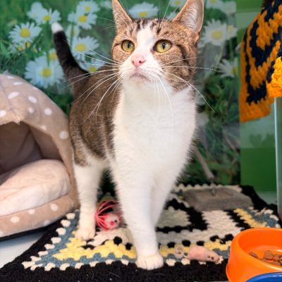 milly (tabby & white)