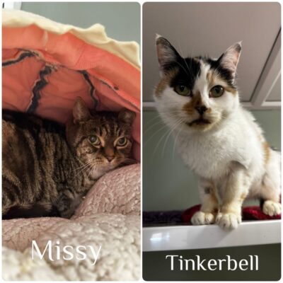 missy tinkerbell