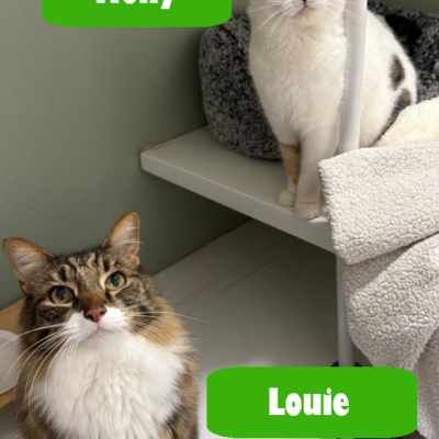 molly & louie