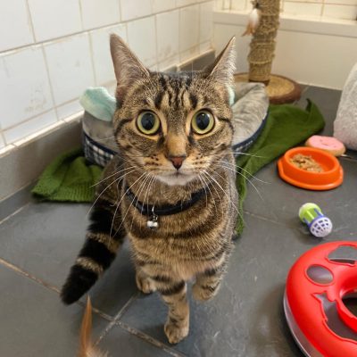 Thornberry Animal Sanctuary | Your Local Sheffield Animal Shelter