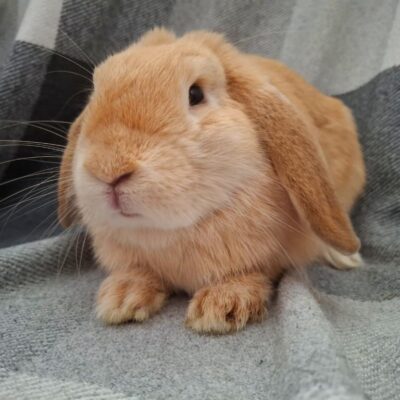 nibbles