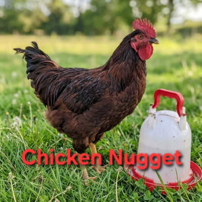 nugget