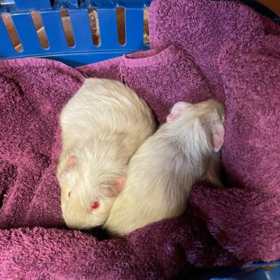 penelope & pomegranate