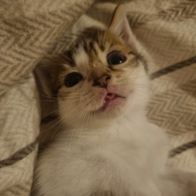 percy