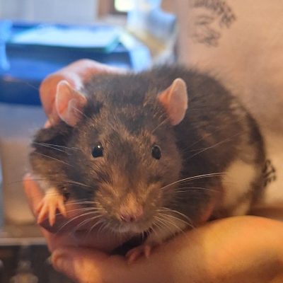 pete large