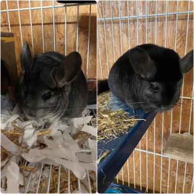 pikachu and inca