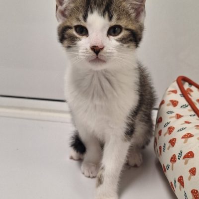 ringo