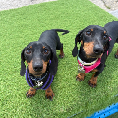 sausage pair