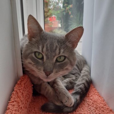 simba