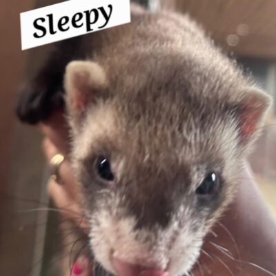 sleepy