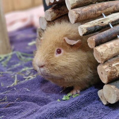 teddygpig
