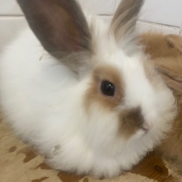 thumper
