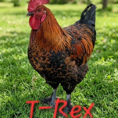 trex