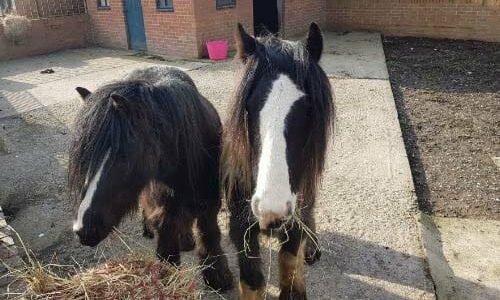 Thornberry Equine Team