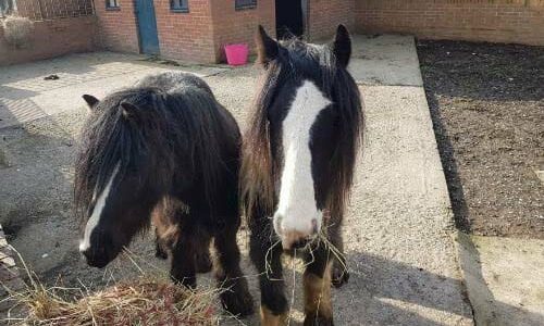 Thornberry Equine Team