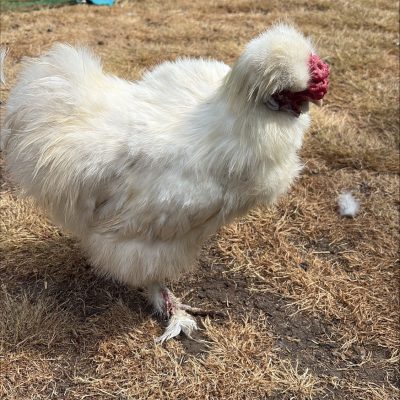 white silky
